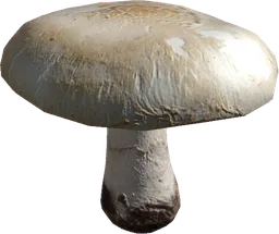Agaricus Mushroom