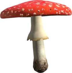 Amanita Mushroom
