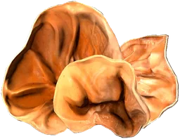 Auricularia Mushroom