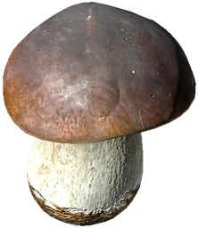 Boletus Mushroom
