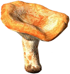 Lactarius Mushroom