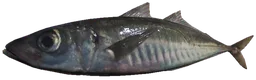 Mackerel