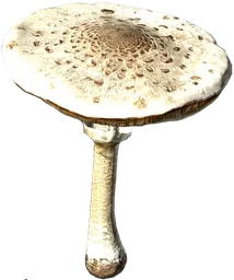 Macrolepiota Mushroom