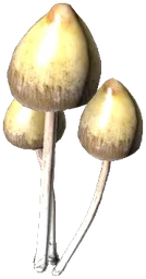 Psilocybe Mushroom