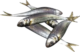 Sardines